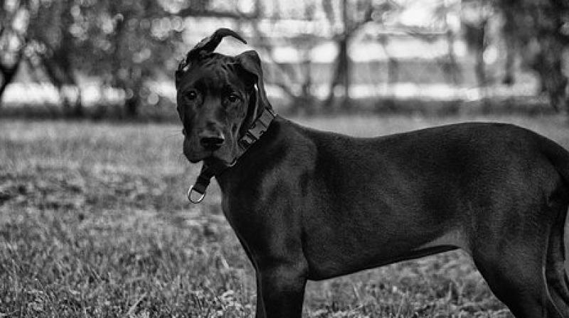 Authorities said the animals were living in filth and suffering from health problems. (Photo: Pixabay) Authorities said the animals were living in filth and suffering from health problems. (Photo: Pixabay)