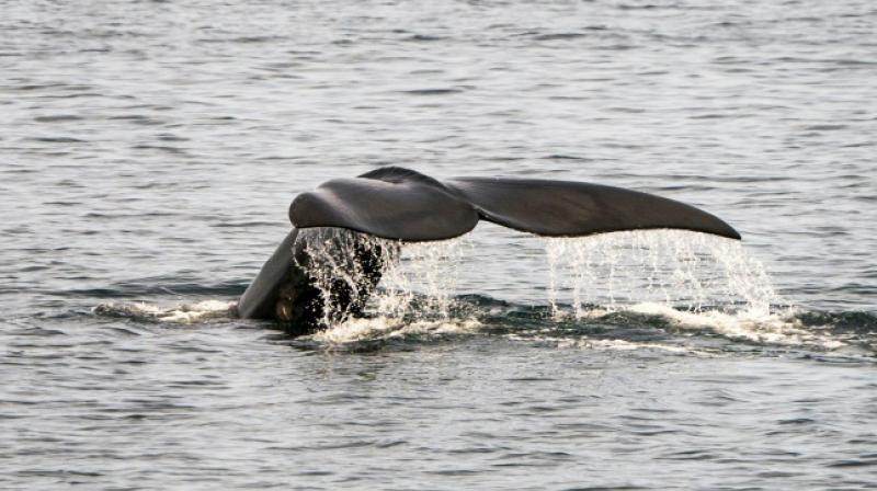 Conservation officials say that North Atlantic right whales are among the most threatened species in the world. (Photo: AFP) Conservation officials say that North Atlantic right whales are among the most threatened species in the world. (Photo: AFP)