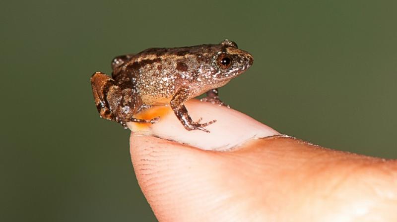 A 13.6mm Vijayan's Night Frog (Nyctibatrachus pulivijayani) pictured in Agasthyamala in the southern Indian state of Kerala, in a photo received from S.D. Biju on February 16, 2017 (Photo: AFP) A 13.6mm Vijayan's Night Frog (Nyctibatrachus pulivijayani) pictured in Agasthyamala in the southern Indian state of Kerala, in a photo received from S.D. Biju on February 16, 2017 (Photo: AFP)