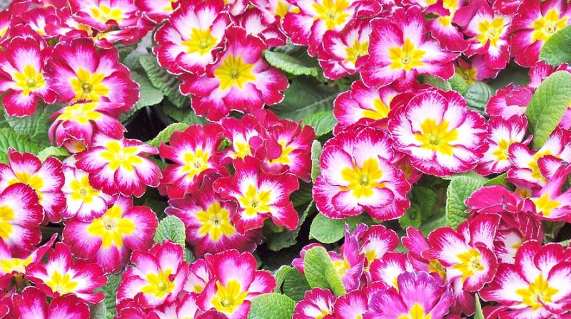 Researchers identified the genes controlling the identity of petals on a Primula flower. (Photo: Pixabay) Researchers identified the genes controlling the identity of petals on a Primula flower. (Photo: Pixabay)