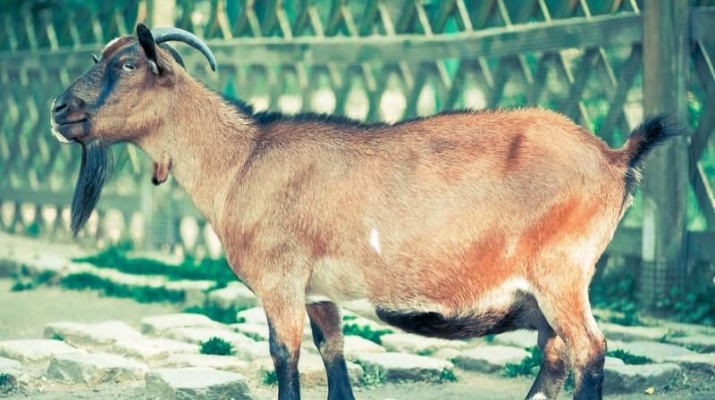 The shop manager told BBC News that the stray goat charged at one of his regular customers, named Billy. (Representative Photo: Pixabay) The shop manager told BBC News that the stray goat charged at one of his regular customers, named Billy. (Representative Photo: Pixabay)