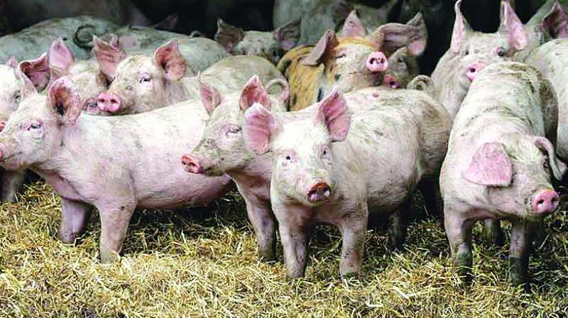 ASF, which is not transmitted to humans, can result in “a great number of the deaths of pigs in a short span of time” ASF, which is not transmitted to humans, can result in “a great number of the deaths of pigs in a short span of time”