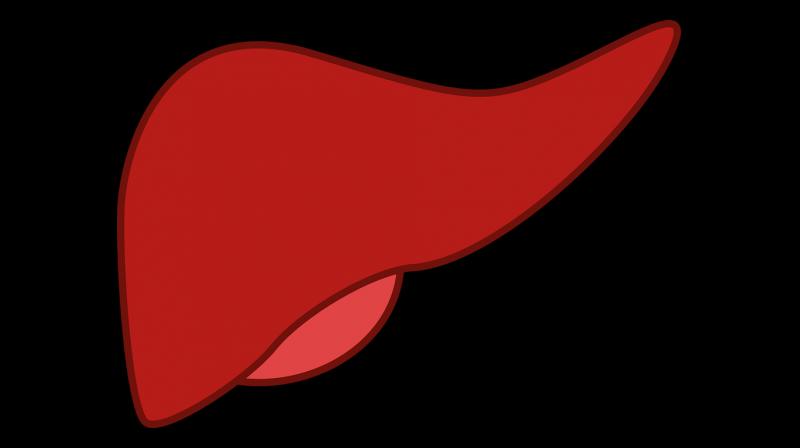 Study showed how larger intake of inorganic nitrate, which occurs naturally in many types of vegetable, reduces accumulation of fat in the liver. (Photo: Pixabay) Study showed how larger intake of inorganic nitrate, which occurs naturally in many types of vegetable, reduces accumulation of fat in the liver. (Photo: Pixabay)
