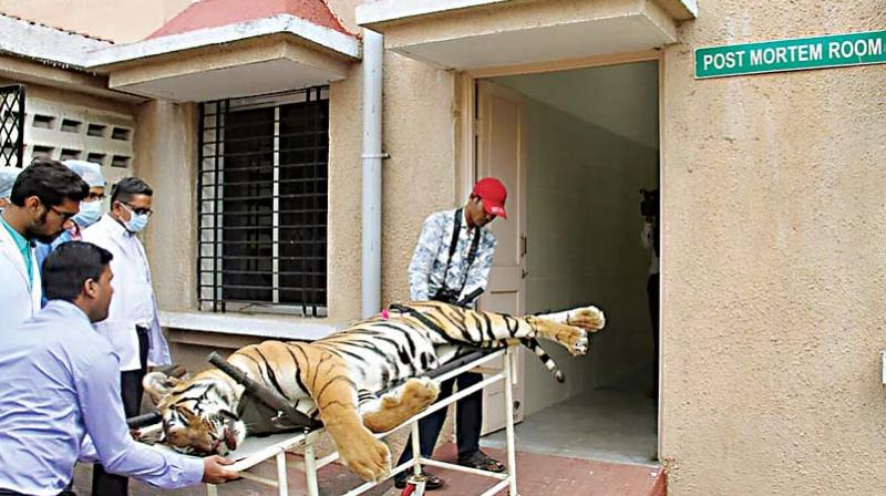 It said Section 30(b) of the Act indicates that only veterinary practitioners registered either with the Veterinary Council of India or the Maharashtra State Veterinary Council are allowed to practice veterinary medicine. It said Section 30(b) of the Act indicates that only veterinary practitioners registered either with the Veterinary Council of India or the Maharashtra State Veterinary Council are allowed to practice veterinary medicine.