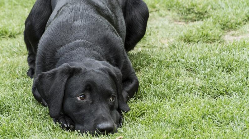 Cook says that Holly uses that money to ‘pay’ for her treats and they usually put the money in the bank until she runs out of cash and then they restock her up. (Representational image/ Pixabay) Cook says that Holly uses that money to ‘pay’ for her treats and they usually put the money in the bank until she runs out of cash and then they restock her up. (Representational image/ Pixabay)