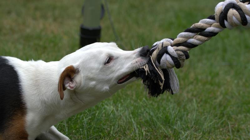 The study provides families with data to help them determine the risk of dogs to their children and inform them on which types of dogs do well in households with kids. (Photo: Representational/Pixabay) The study provides families with data to help them determine the risk of dogs to their children and inform them on which types of dogs do well in households with kids. (Photo: Representational/Pixabay)