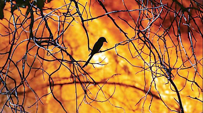 The forest fire in Bandipur Tiger Reserve and National Park in February 2019 has destroyed nearly 40,000 acres killing a forest guard and injuring many others, especially those who tried to put out the fire. The forest fire in Bandipur Tiger Reserve and National Park in February 2019 has destroyed nearly 40,000 acres killing a forest guard and injuring many others, especially those who tried to put out the fire.