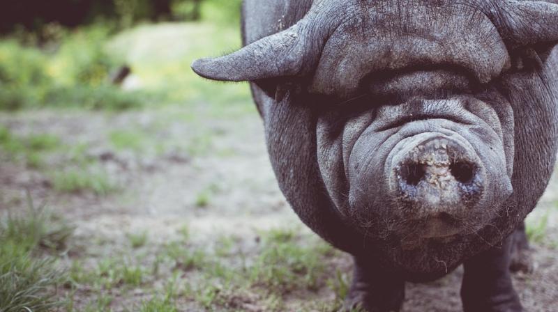 Scientists have succeeded in restoring basic cellular activity in pigs’ brains hours after their deaths in a finding that may one day lead to advances in treating human stroke and brain injuries Scientists have succeeded in restoring basic cellular activity in pigs’ brains hours after their deaths in a finding that may one day lead to advances in treating human stroke and brain injuries