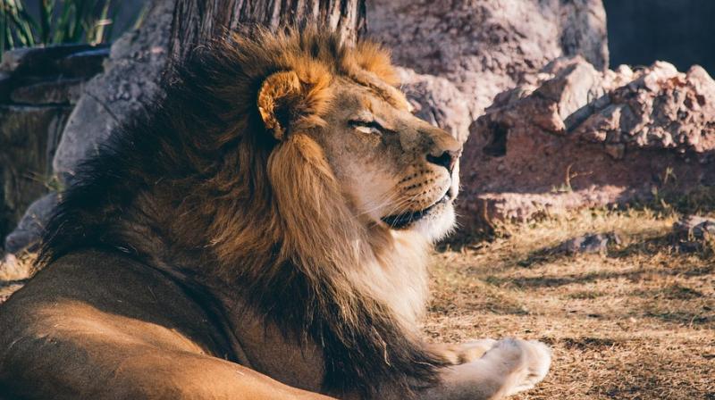 Kenya male lions seen in intimate act; bonding, experts say. (Photo: Pixabay) Kenya male lions seen in intimate act; bonding, experts say. (Photo: Pixabay)
