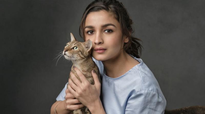 Alia Bhatt recently rescued a pet cat named Sheeba. Alia Bhatt recently rescued a pet cat named Sheeba.