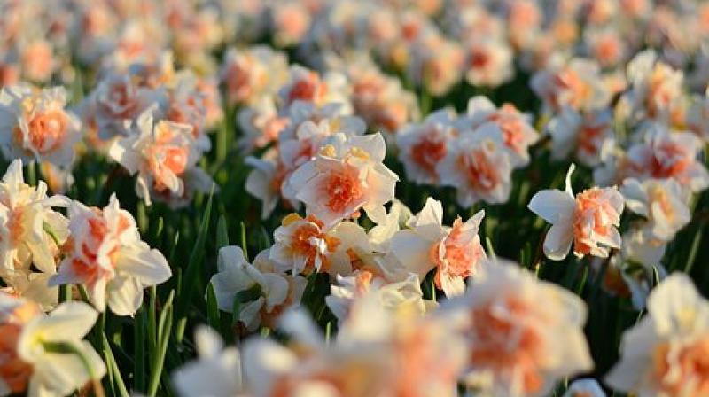 Tulip is a major part of the Dutch horticulture economy — while also being celebrated as part of the culture. (Photo: Pixabay) Tulip is a major part of the Dutch horticulture economy — while also being celebrated as part of the culture. (Photo: Pixabay)