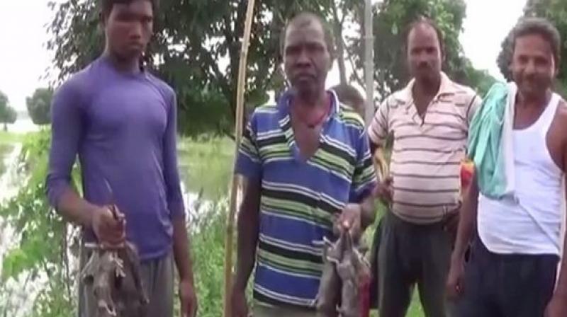 Talla Murmur, a local, said, ‘We are dependent on rats only to fill our stomachs. All my family members eat rats as they are easy to find in the floods.’ (Photo: ANI) Talla Murmur, a local, said, ‘We are dependent on rats only to fill our stomachs. All my family members eat rats as they are easy to find in the floods.’ (Photo: ANI)