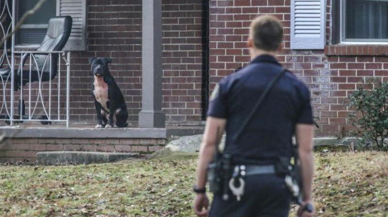 A Spanish man has been mauled to death in what police believe was a vicious attack by his neighbour's five dogs. (Photo: AP/Representational) A Spanish man has been mauled to death in what police believe was a vicious attack by his neighbour's five dogs. (Photo: AP/Representational)