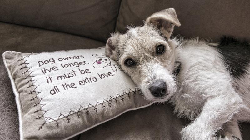 Pets can help people with mental health issues. (Photo: Pixabay) Pets can help people with mental health issues. (Photo: Pixabay)