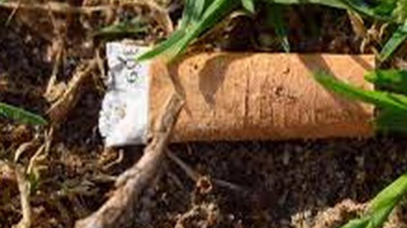 Most cigarette butts contain a filter made of cellulose acetate fibre, a type of bioplastic. (Photo: ANI) Most cigarette butts contain a filter made of cellulose acetate fibre, a type of bioplastic. (Photo: ANI)