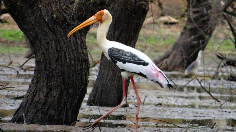The viscera and other body parts of the painted storks were sent to Jabalpur and Bhopal based laboratories for testing. (Representational Image) The viscera and other body parts of the painted storks were sent to Jabalpur and Bhopal based laboratories for testing. (Representational Image)