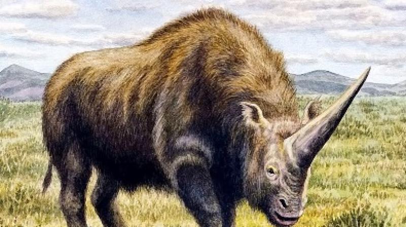 Today there are just five surviving species of rhino, although in the past there have been as many as 250 species (Photo: YouTube) Today there are just five surviving species of rhino, although in the past there have been as many as 250 species (Photo: YouTube)