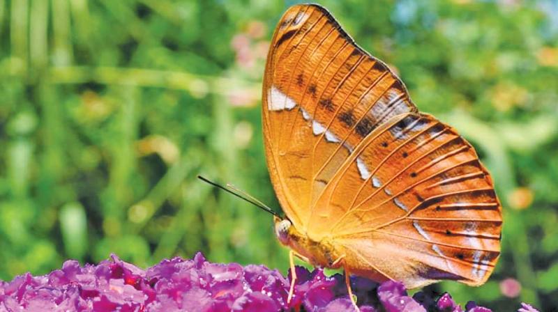 With the Tamil Nadu government recently declaring the Tamil Yeoman, a butterfly species endemic to the Western Ghats as Tamil Nadu’s state butterfly, the focus on butterfly conservation is beginning to catch up. With the Tamil Nadu government recently declaring the Tamil Yeoman, a butterfly species endemic to the Western Ghats as Tamil Nadu’s state butterfly, the focus on butterfly conservation is beginning to catch up.