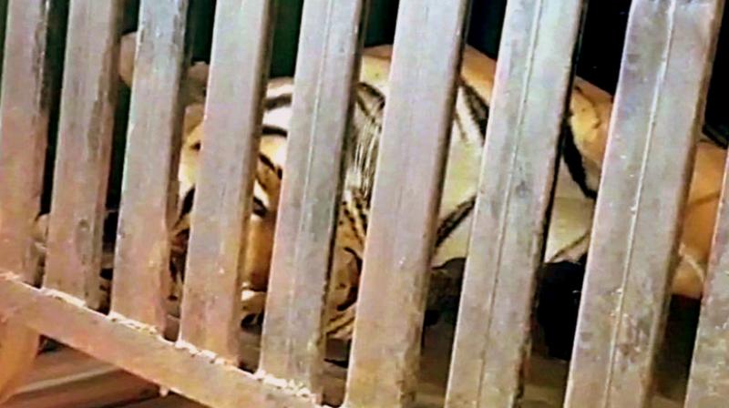 Post-mortem of Avni will be conducted at Nagpur's Gorewada Rescue Centre. (Photo: Twitter | ANI) Post-mortem of Avni will be conducted at Nagpur's Gorewada Rescue Centre. (Photo: Twitter | ANI)