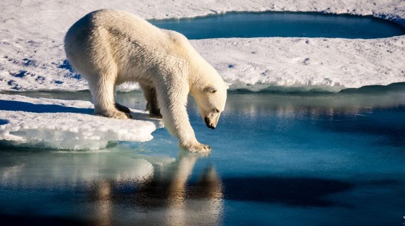 Polar bears were listed as threatened under the Endangered Species Act in 2008 because of the loss of sea-ice habitat (Photo: AFP) Polar bears were listed as threatened under the Endangered Species Act in 2008 because of the loss of sea-ice habitat (Photo: AFP)