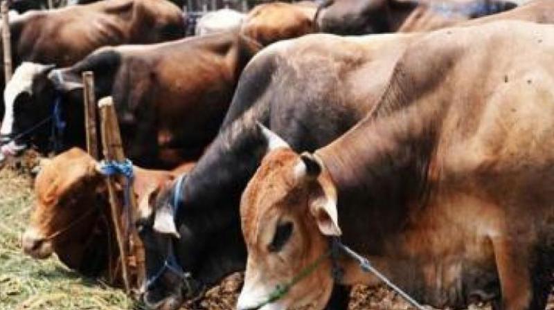 The incident occurred on Monday when a cattle trader identified as Mohammad Jamal was going to neighbouring West Bengal to sell his cows. (Representational image)