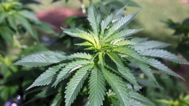 Cannabidiol (CBD) is a drug derived from cannabis, but it does not get an individual high. Representational Image (Photo: AP) Cannabidiol (CBD) is a drug derived from cannabis, but it does not get an individual high. Representational Image (Photo: AP)
