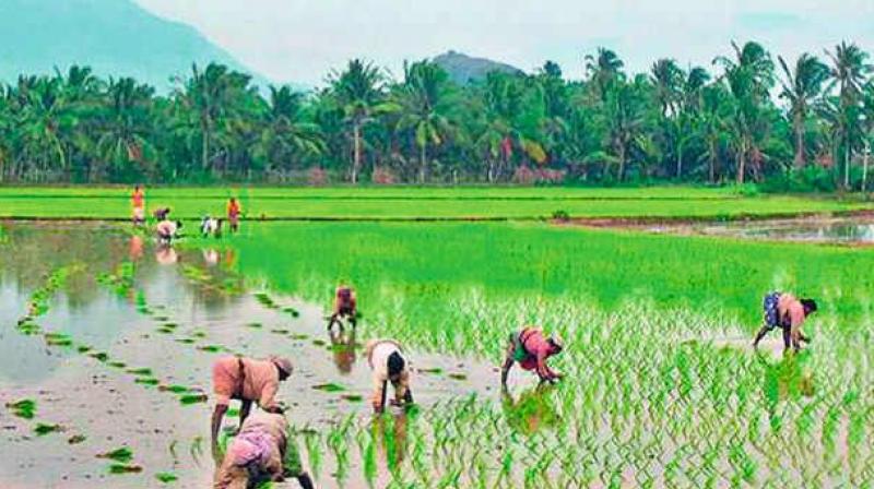 Water resources authorities on Wednesday assured farmers of adequate water supply for cultivation of paddy. Water resources authorities on Wednesday assured farmers of adequate water supply for cultivation of paddy.