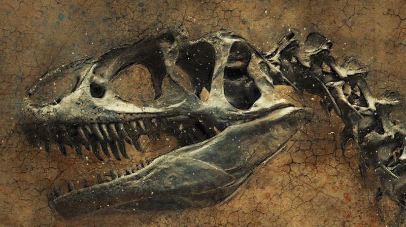 The skeleton, now on show in the French city of Lyon to possible buyers such as museums or private collectors before the June 4 auction, is estimated to be worth between 1.2 million and 1.8 million euros. (Representational image/Pixabay). The skeleton, now on show in the French city of Lyon to possible buyers such as museums or private collectors before the June 4 auction, is estimated to be worth between 1.2 million and 1.8 million euros. (Representational image/Pixabay).
