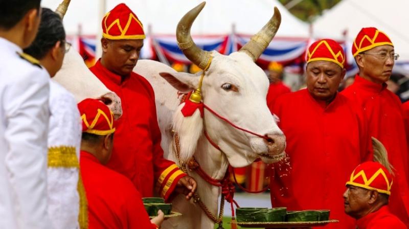 The annual ceremony comes just days after the end of King Vajiralongkorn's weekend coronation, a ritual-laden event rich with Buddhist and Hindu influences. (Photo: AFP) The annual ceremony comes just days after the end of King Vajiralongkorn's weekend coronation, a ritual-laden event rich with Buddhist and Hindu influences. (Photo: AFP)