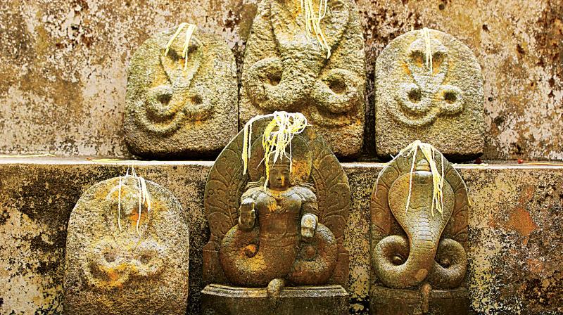 However, the government's move to conduct the 'sarpayagam' drew flak from anti-superstition organisation like the Jana Vignana Vedika. (Representational Image) However, the government's move to conduct the 'sarpayagam' drew flak from anti-superstition organisation like the Jana Vignana Vedika. (Representational Image)