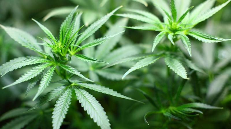 Dan Rowland, a spokesman for the Denver department that regulates marijuana businesses, said the city received the application from the Coffee Joint on Friday. (Photo: Pixabay) Dan Rowland, a spokesman for the Denver department that regulates marijuana businesses, said the city received the application from the Coffee Joint on Friday. (Photo: Pixabay)