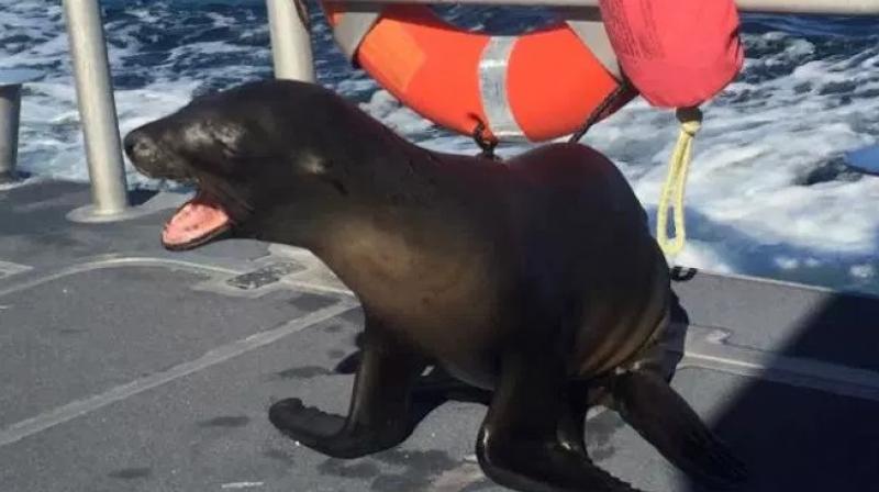 The Coast Guard says a Los Angeles-area crew on patrol pulled the sea lion free Saturday near Newport Harbor. (Photo: Facebook) The Coast Guard says a Los Angeles-area crew on patrol pulled the sea lion free Saturday near Newport Harbor. (Photo: Facebook)