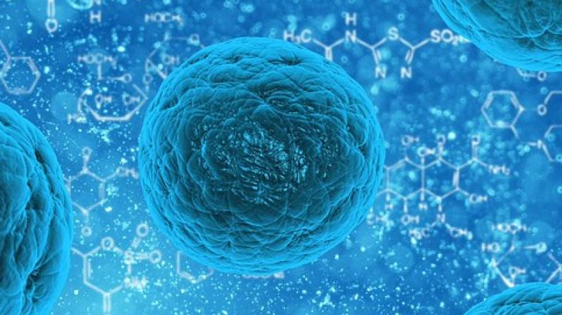 Such an intervention could potentially help older people recovering from gastrointestinal infections or cancer patients undergoing chemotherapy, the researchers said. (Photo: Pixabay) Such an intervention could potentially help older people recovering from gastrointestinal infections or cancer patients undergoing chemotherapy, the researchers said. (Photo: Pixabay)