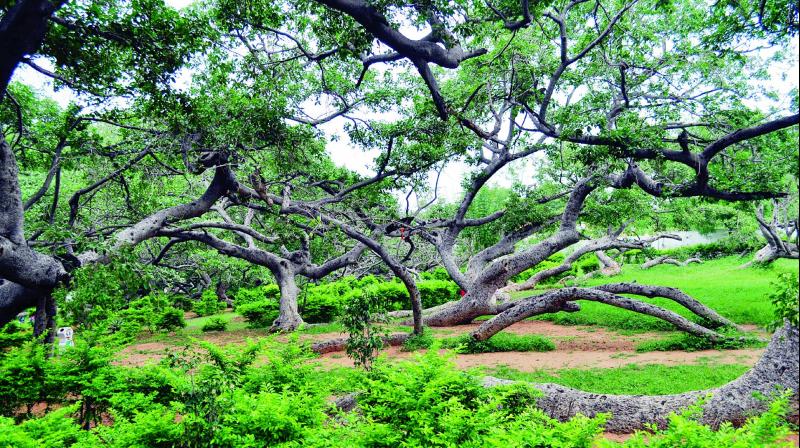 The 1200 AD Pillalamarri tree in a bad shape. The 1200 AD Pillalamarri tree in a bad shape.