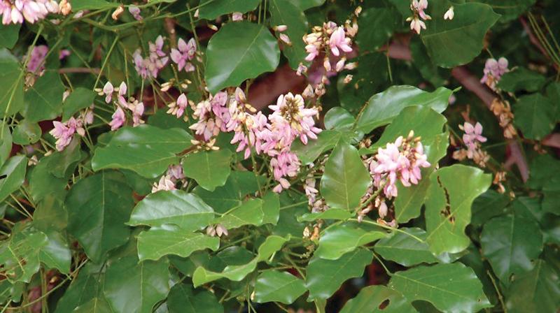 Pongamia Pinnata (Pungai) Pongamia Pinnata (Pungai)