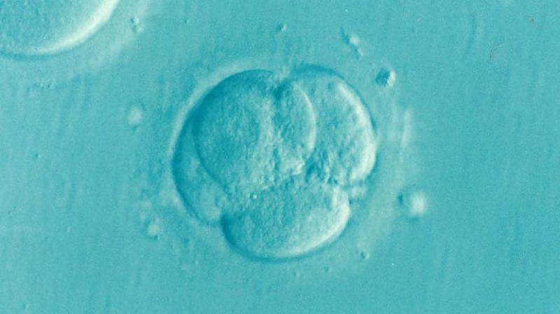 Woman offers to donate embryos to women affected by fertility clinic blunders. (Photo: Pixabay) Woman offers to donate embryos to women affected by fertility clinic blunders. (Photo: Pixabay)