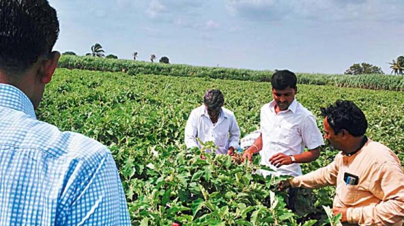 He pointed out that the TD government did not waive loans and also failed to provide minimum support price to the harvested crop. (Photo: Representational Image) He pointed out that the TD government did not waive loans and also failed to provide minimum support price to the harvested crop. (Photo: Representational Image)