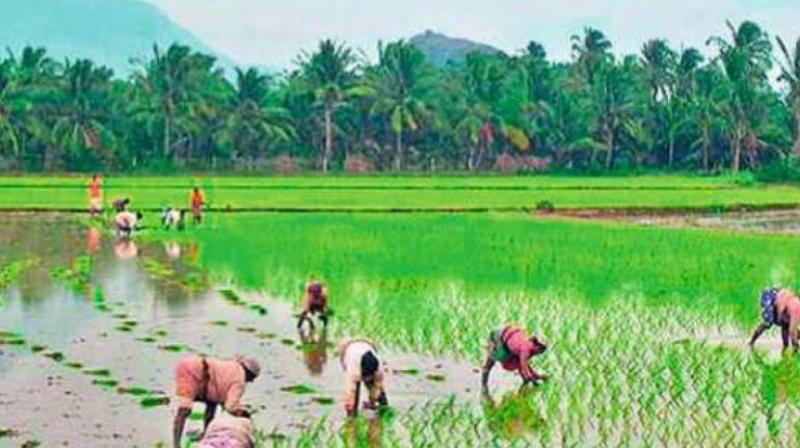 At least 1,200 farmers applied for getting a permit order from the company and have been waiting for it for the last six months. (Representational Image) At least 1,200 farmers applied for getting a permit order from the company and have been waiting for it for the last six months. (Representational Image)