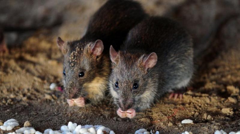 Jakarta is offering residents $1.50 for every rat they catch, but has urged people to refrain from using firearms. (Photo: AFP) Jakarta is offering residents $1.50 for every rat they catch, but has urged people to refrain from using firearms. (Photo: AFP)