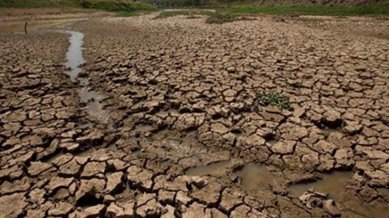The agriculture department has started supplying seeds and fertilisers for the rabi season. (Representational image) The agriculture department has started supplying seeds and fertilisers for the rabi season. (Representational image)