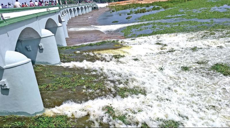 Water hyacinth being carried in the flow of water from Grand Anicut. Water hyacinth being carried in the flow of water from Grand Anicut.