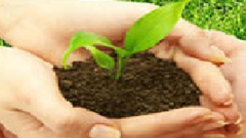 Turn Water Hyacinth Into Bio fertilisers Scientists