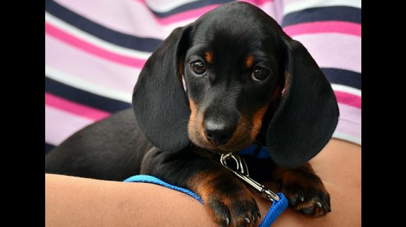 Due to the rise in pollution, the incidence of vomiting, respiratory distress has increased in the pets. (Photo: Representational/Pixabay) Due to the rise in pollution, the incidence of vomiting, respiratory distress has increased in the pets. (Photo: Representational/Pixabay)