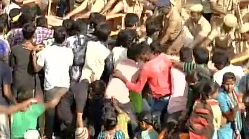 Pro-Jallikattu supporters being forcefully evicted by police. (Photo: ANI Twitter) Pro-Jallikattu supporters being forcefully evicted by police. (Photo: ANI Twitter)