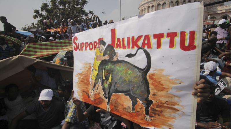 A protestor holds a placard supporting Jallikattu at the Marina Beach in Chennai. (Photo: AP) A protestor holds a placard supporting Jallikattu at the Marina Beach in Chennai. (Photo: AP)