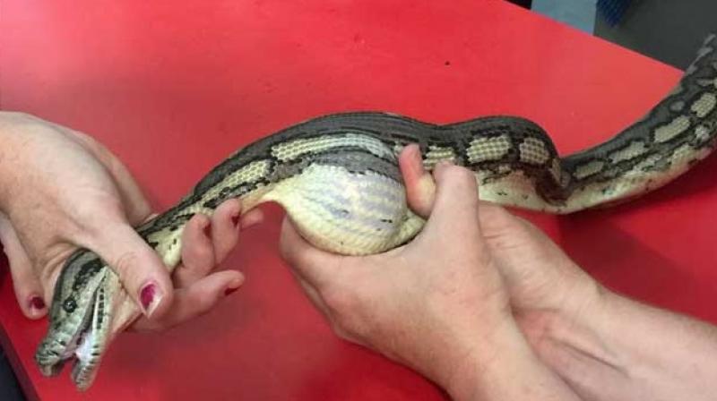 It was discovered that the lump was actually a ball and could be taken out by helping the snake regurgitate it. (Credit: Facebook) It was discovered that the lump was actually a ball and could be taken out by helping the snake regurgitate it. (Credit: Facebook)