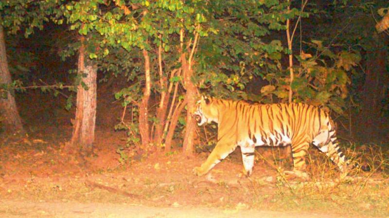 The conflicts are rising because wild animals are entering human habitats in search of food and water in the absence of the same in the forests. The conflicts are rising because wild animals are entering human habitats in search of food and water in the absence of the same in the forests.