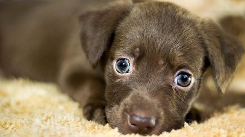 Dogs tended to turn their heads to the left when they saw human faces expressing anger, fear or happiness. (Photo: Pixabay) Dogs tended to turn their heads to the left when they saw human faces expressing anger, fear or happiness. (Photo: Pixabay)