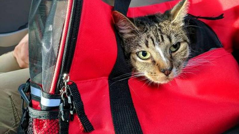Airlines have different pet policies. American had me reserve a spot for Oscar in the cabin. (Photo: AP) Airlines have different pet policies. American had me reserve a spot for Oscar in the cabin. (Photo: AP)