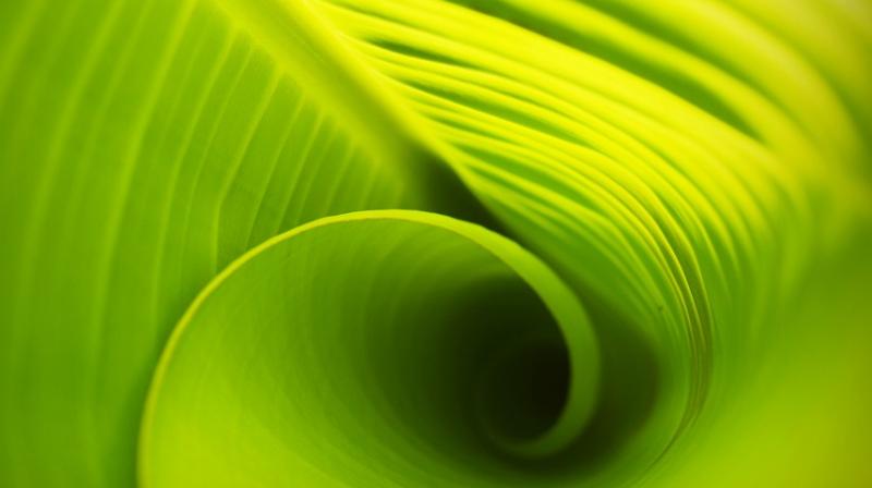 The traditional method for assessing photosynthesis analyzes the exchange of gases through the leaf, it provides a huge amount of information, but it takes 30 minutes to measure each leaf. (Photo: Pixabay) The traditional method for assessing photosynthesis analyzes the exchange of gases through the leaf, it provides a huge amount of information, but it takes 30 minutes to measure each leaf. (Photo: Pixabay)